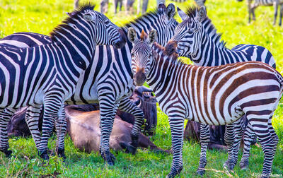 Africa-Zeal of Zebras