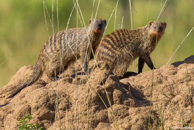 African-Banded Mongoose
