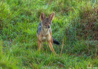 African-Black Backed Jackal