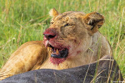 African-Bloody Faced Lioness