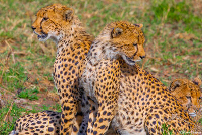 African-Cheetahs
