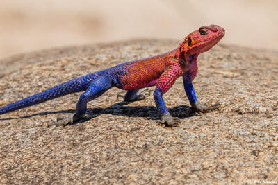 African-Colorful Agama Lizard