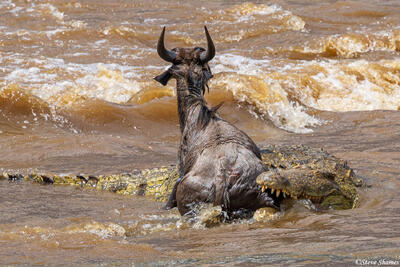African-Crocodile Biting Wildebeest