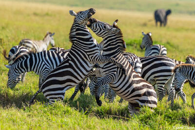 African-Fighting Zebras