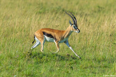 African-Gazelle Running