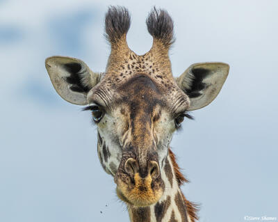African-Giraffe Close Up