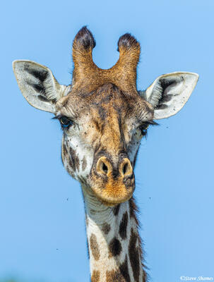 African-Giraffe Portrait