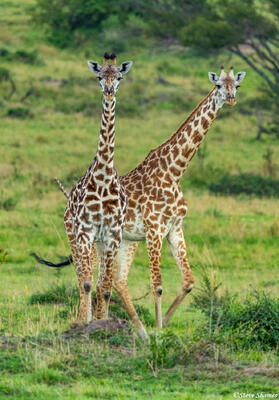 African-Giraffes