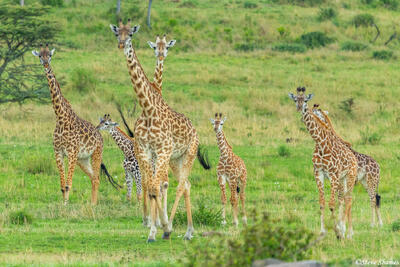 African-Giraffes Looking at Us