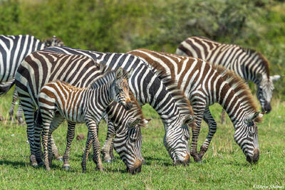 African-Group of Zebras