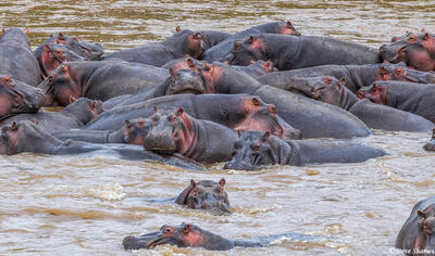 African-Hippo Pod