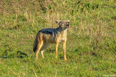 African-Jackal Barking