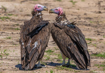 African-Lappet Faced Vultures