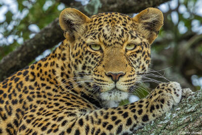 African-Leopard Close Up