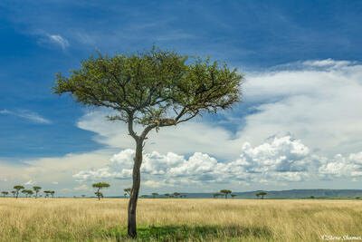 African-Leopard Tree