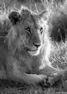 African-Lion Black and White