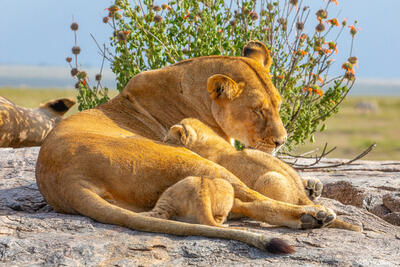 African-Lion Cubs Nursing