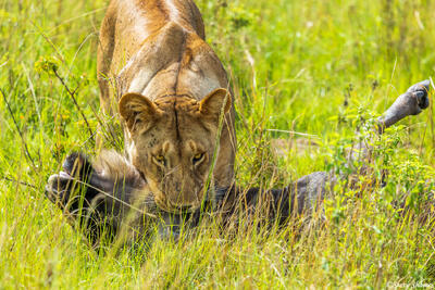 African-Lion Killing Wildebeest