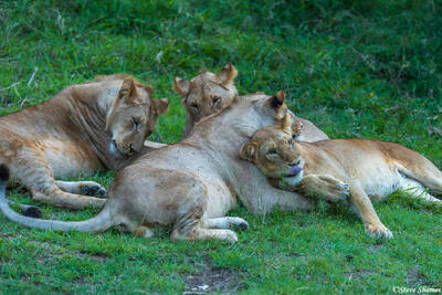 African-Lion Pride