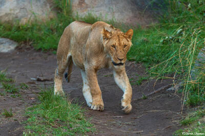 African-Lion walking