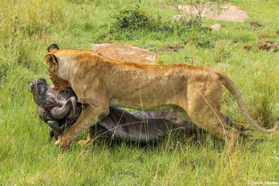African-Lioness Dragging Wildebeest