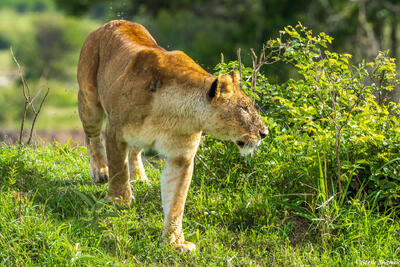 African-Lioness Hunting