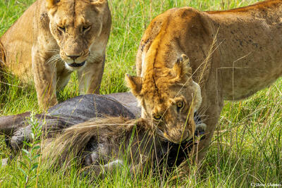 African-Lioness Killing Wildebeest