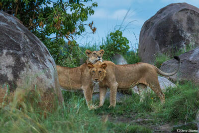African-Lions After Sunset