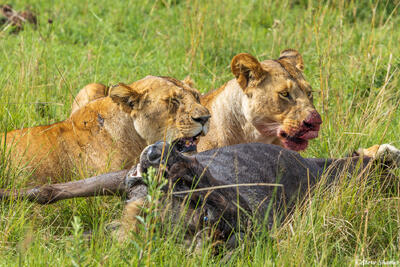 African-Lions Eating Wildebeest