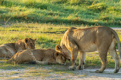 African-Lions Head Rubbing