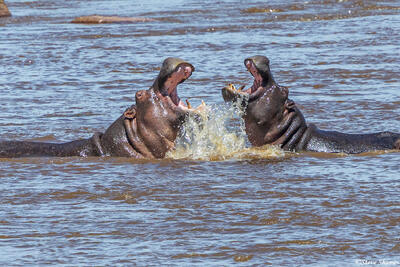 African-Mara River Hippos