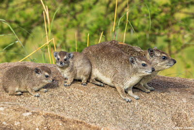 African-Rock Hyrax Family