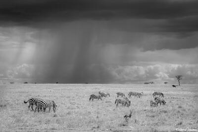 African-Serengeti Black and White