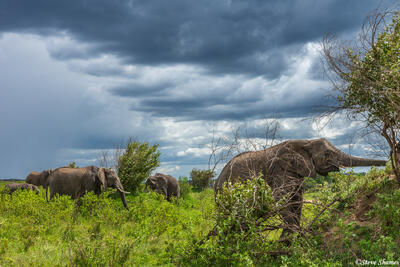 African-Serengeti Elephants