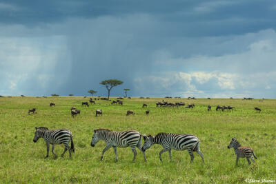 African-Serengeti Rainstorm
