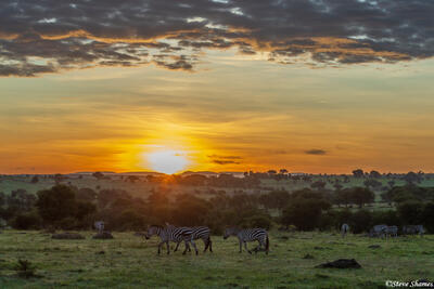African-Serengeti Sunrise