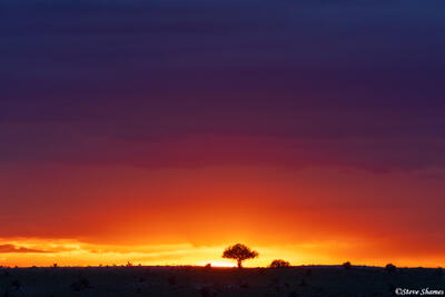 African-Serengeti Sunset