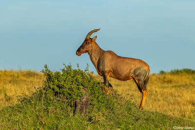 African-Serengeti Topi
