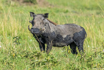 African-Serengeti Warthog