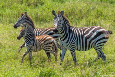 African-Serengeti Zebras