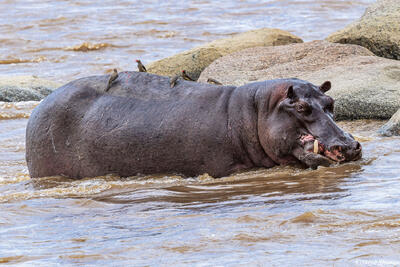 African-Snaggle Toothed Hippo
