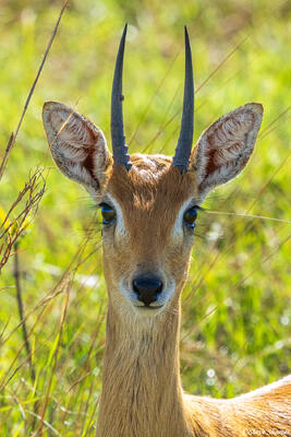 African-Steenbok Portrait