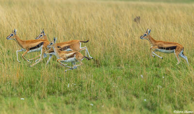 African-Thomson's Gazelles