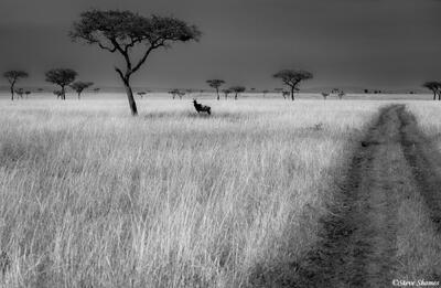 African-Topi in Grass