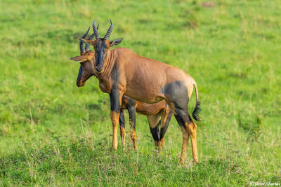 African-Topis