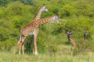 African-Two Headed Giraffes