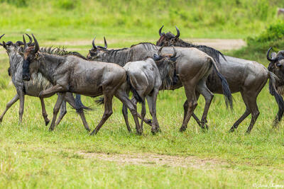 African-Wet Wildebeests