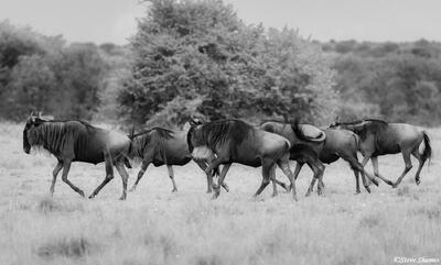African-Wildebeests on the Run