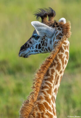 African-Young Giraffe