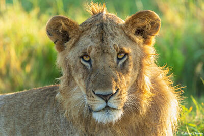 African-Young Lion Portrait